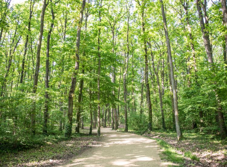 Parc Fosse-Maussoin - Forêt
