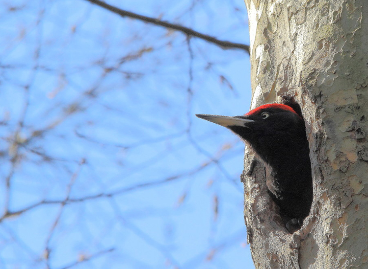 2026 : le site Natura 2000 de Seine-Saint-Denis a 20 ans !