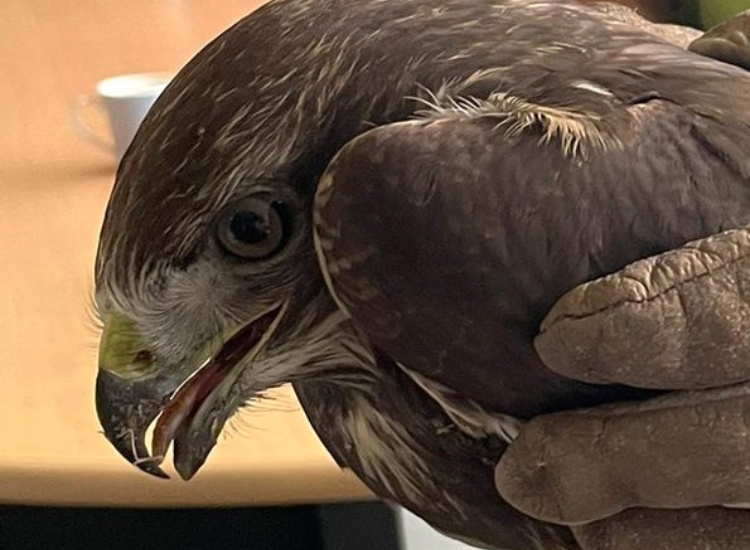 Sauvetage d’une Buse variable au Sausset