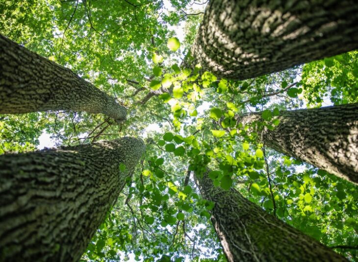 Chêne à 5 pieds - Parc de la Poudrerie