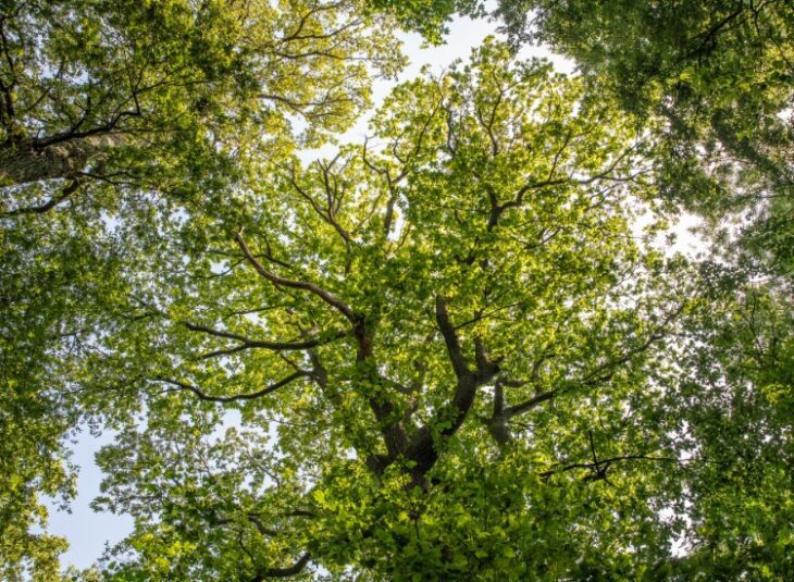 Chêne rouvre - Parc de la Poudrerie