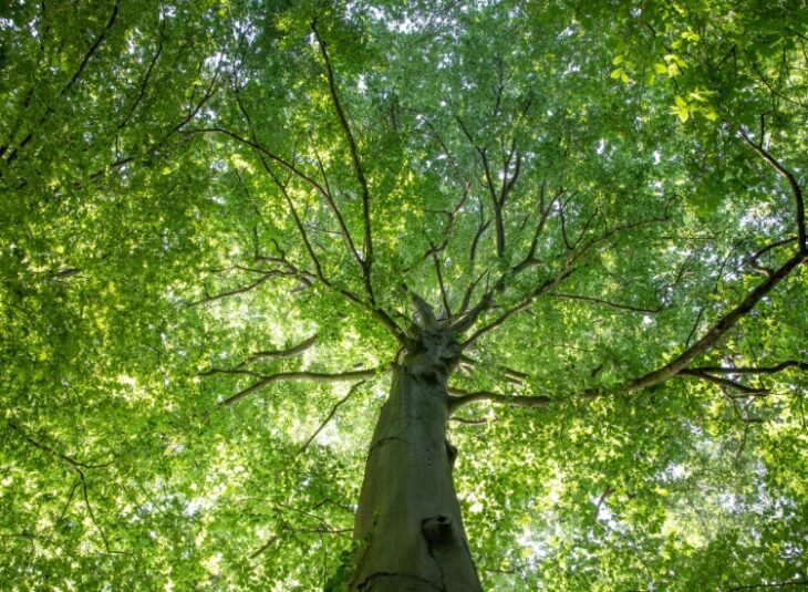 Hêtre commun - Parc de la Poudrerie