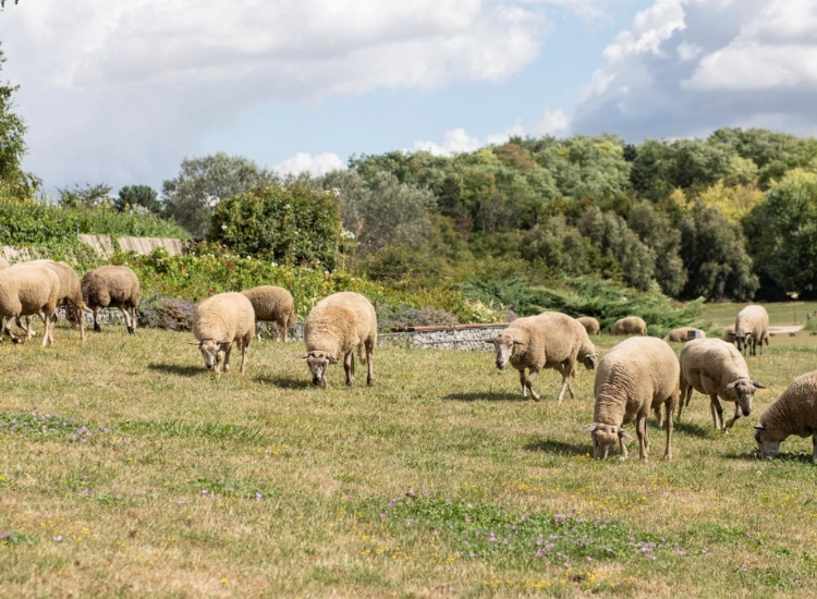 Avec la storymap, découvrez vos parcs autrement !