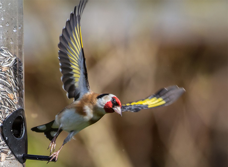 Chardonneret élégant - F. Gonod