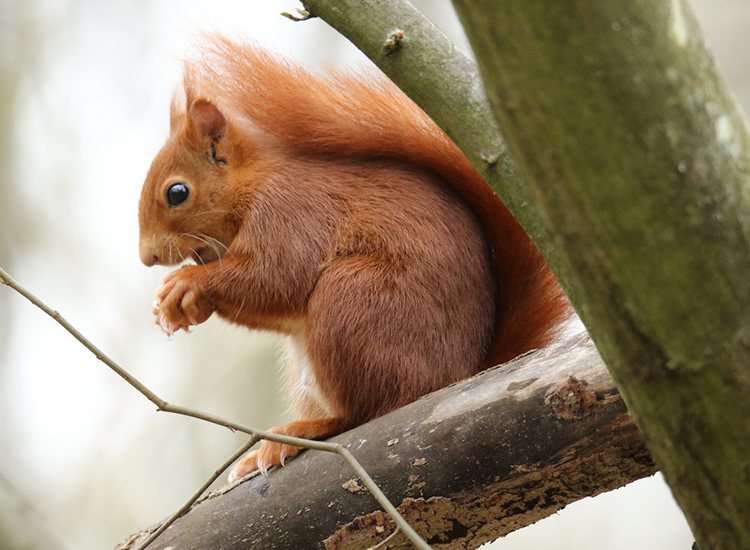 Ecureuil roux - A. Peresse (LPO)