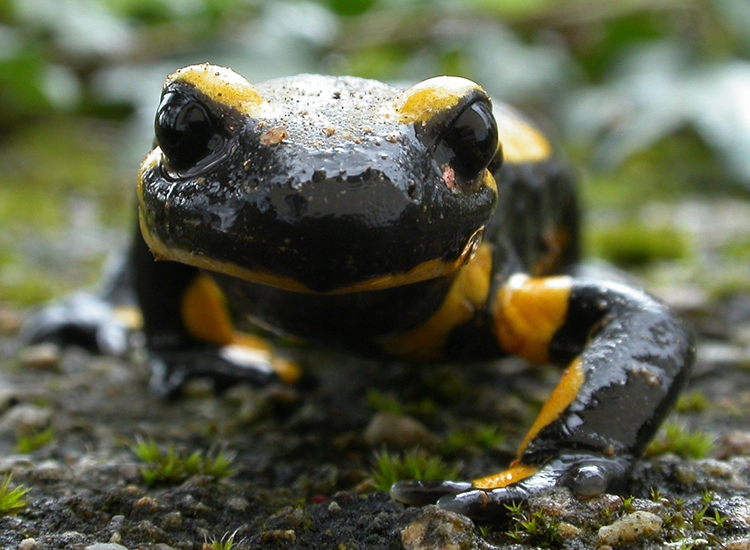 Salamandre tachetée - JF. Magne (LPO)