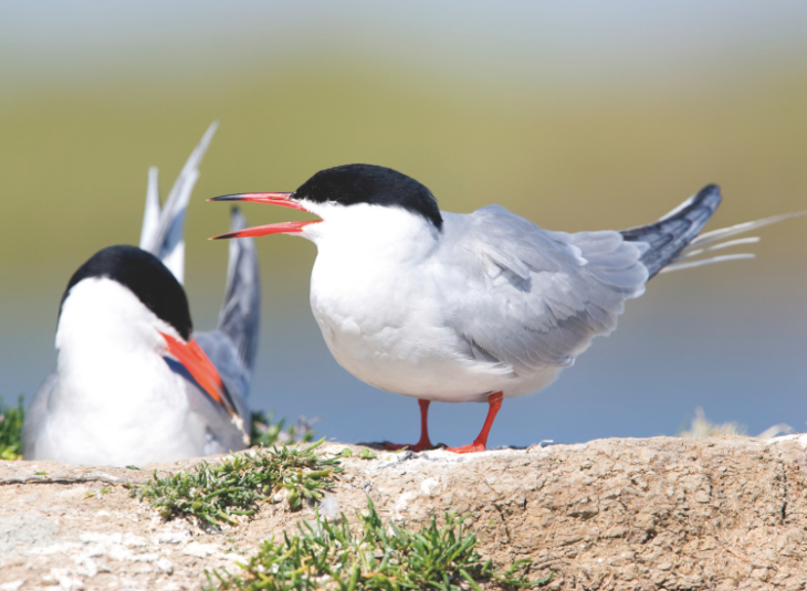 Couple de Sterne pierregarin © Erwan Glemarec